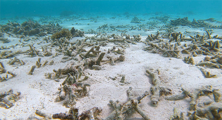 UV Filter Concerns Addressed At Florida Sunscreen Symposium