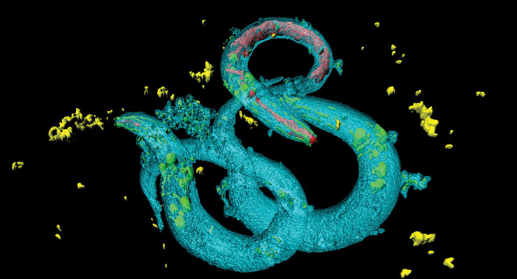Some Recent Developments In the Science of Longevity