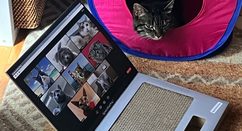 Pet Care Grows In Lifestyle Sales