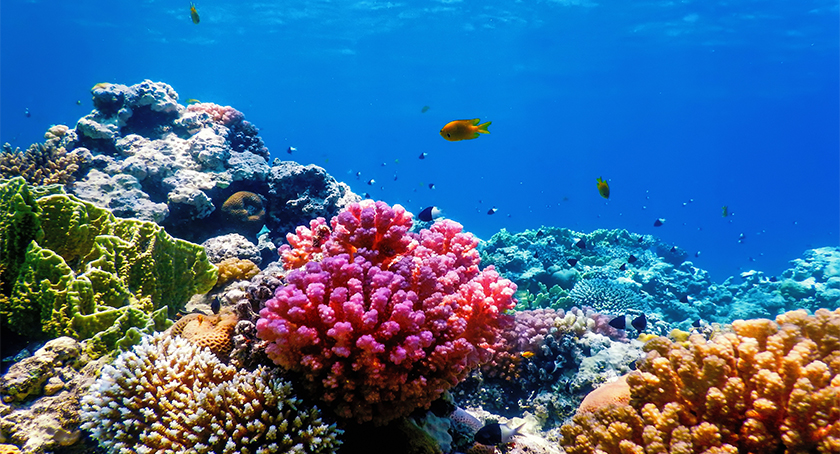 Reef-Friendly SPF 50+ Stick from Provital