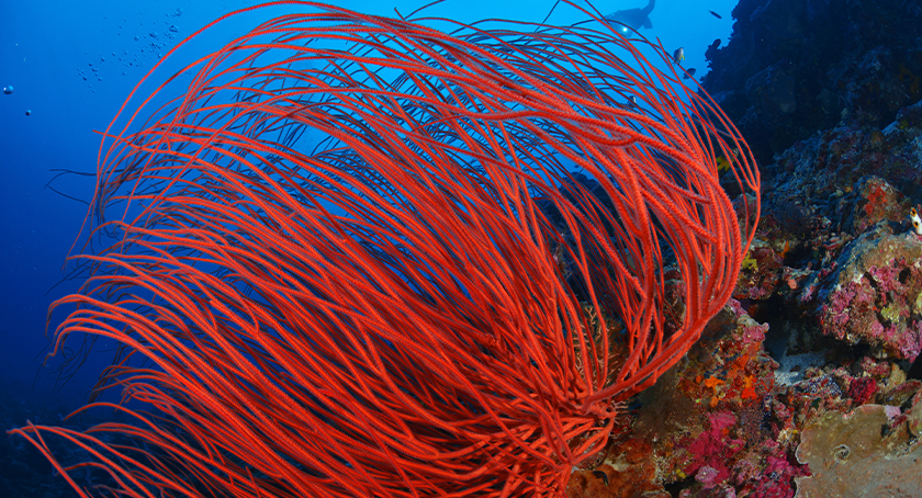 Miracle of Miracles, Derms Recognize The Power of Cosmetic Ingredients